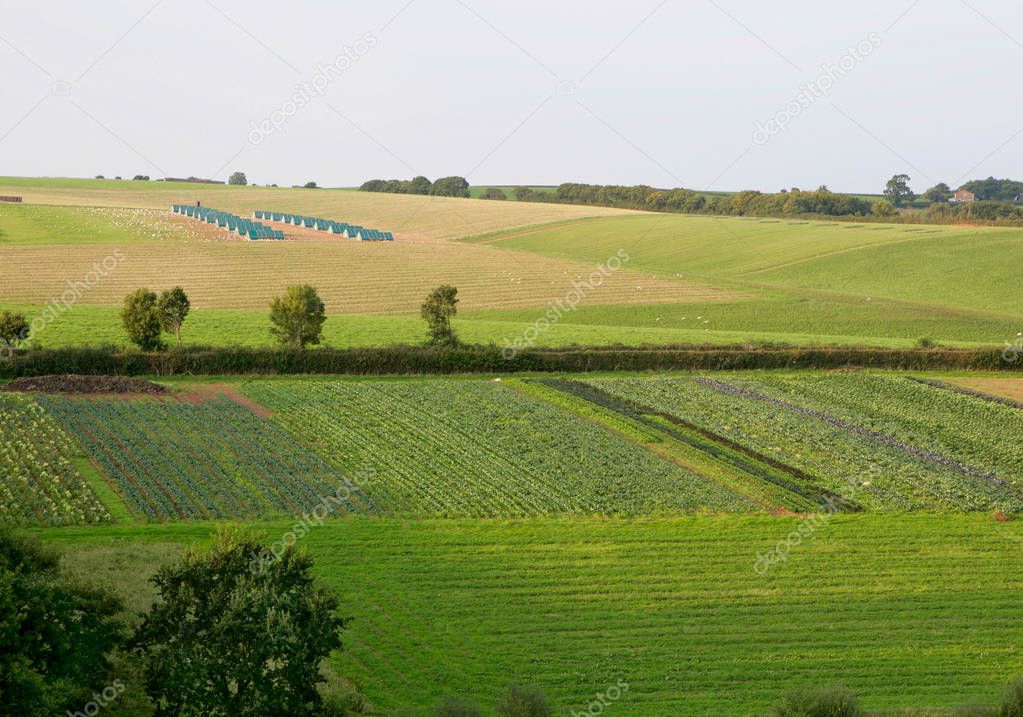 scenic view of green crop fields at cloudy day