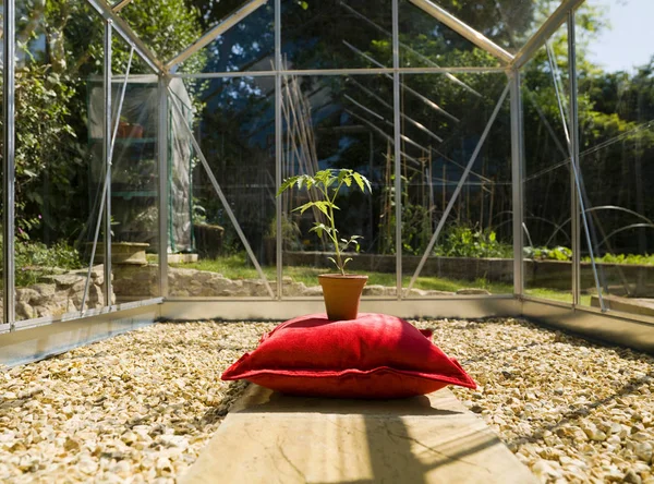 Sera Içinde Yastık Üzerinde Tencerede Bitki — Stok fotoğraf