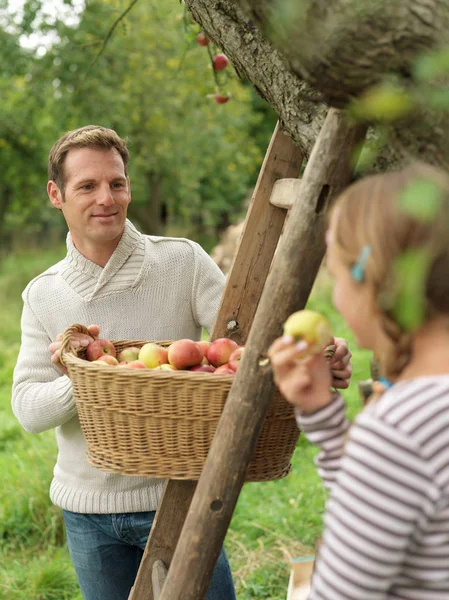 Άνθρωπος Κοιτάζοντας Κορίτσι Ενώ Μαζεύοντας Μήλα — Φωτογραφία Αρχείου