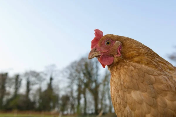 Vista Parcial Pollo Con Árboles Cielo Sobre Fondo Borroso — Foto de Stock