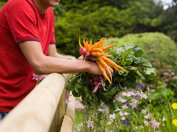 Abgeschnittenes Menschenbild Garten Mit Gemüseanbau — Stockfoto