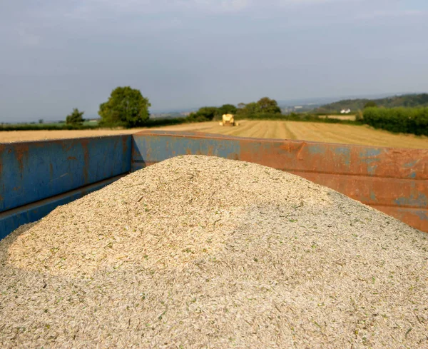 Avoine Biologique Dans Une Remorque Avec Champ Sur Fond — Photo