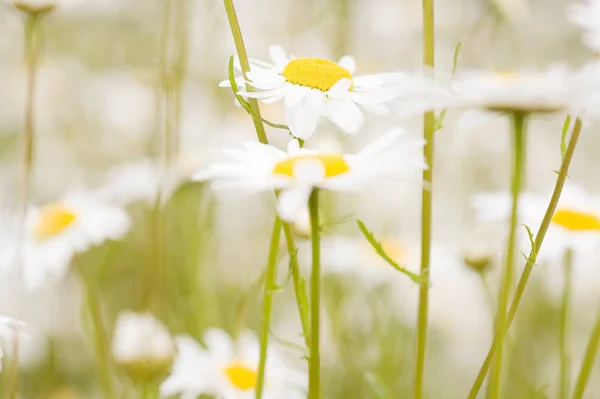 Close View Daises Blurred Background — Stock Photo, Image