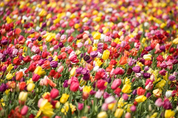 Feld Blüht Mit Blumen Verschiedenen Farben — Stockfoto