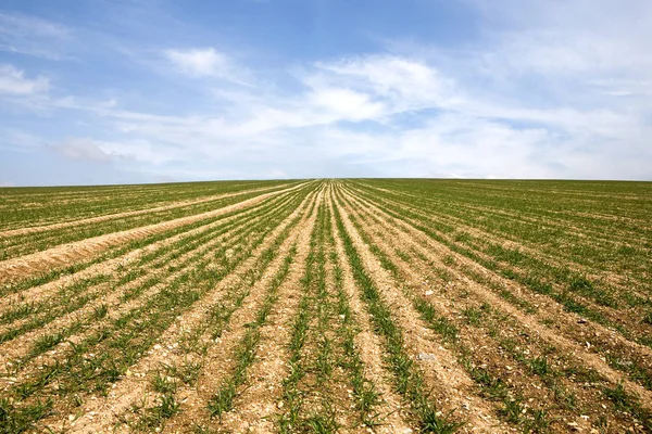 Green Field Cloudy Blue Sky — Stock Photo, Image