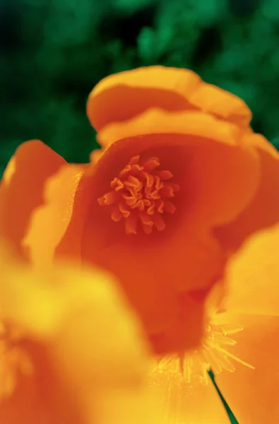Papavero californiano arancione — Foto Stock