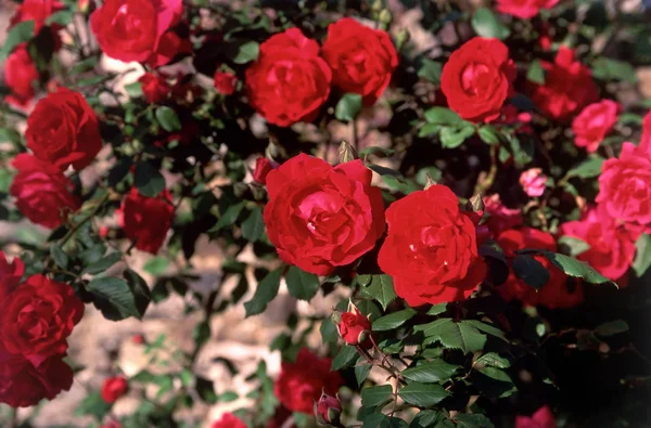 Bellissime rose rosse germogli — Foto Stock