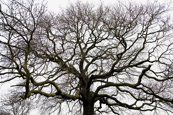 Blick Von Unten Auf Kahlen Baum Gegen Den Himmel — Stockfoto