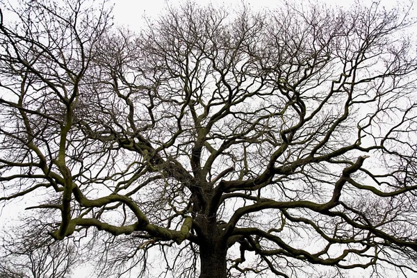 Vista Inferior Del Árbol Desnudo Contra Cielo — Foto de Stock