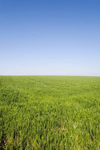 Vista Panorâmica Campo Grama — Fotografia de Stock