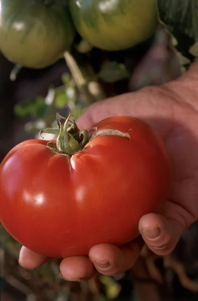 Woman holding one large tomato in hand — Stock Photo, Image