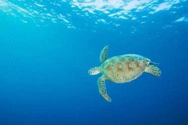 Hawksbill turtle swimming, Sipadan island, Malaysia clipart