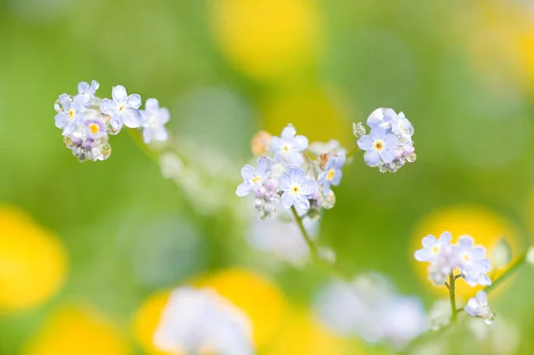 背景をぼかした写真の紫の花のクローズ アップ — ストック写真