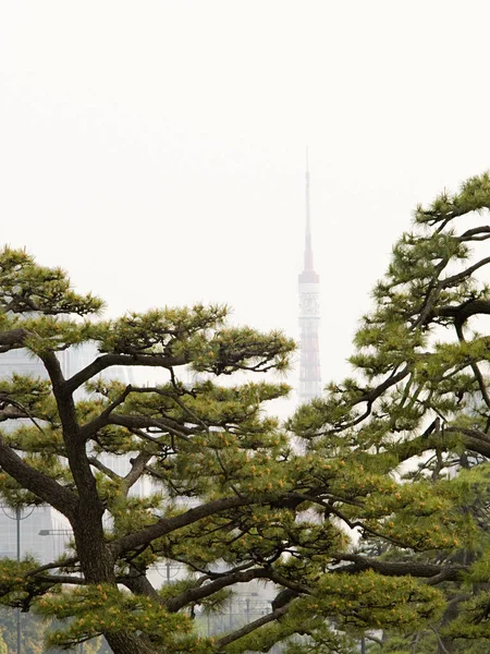 Mlze Stromy Popředí Japonsko Tokyo Tower — Stock fotografie