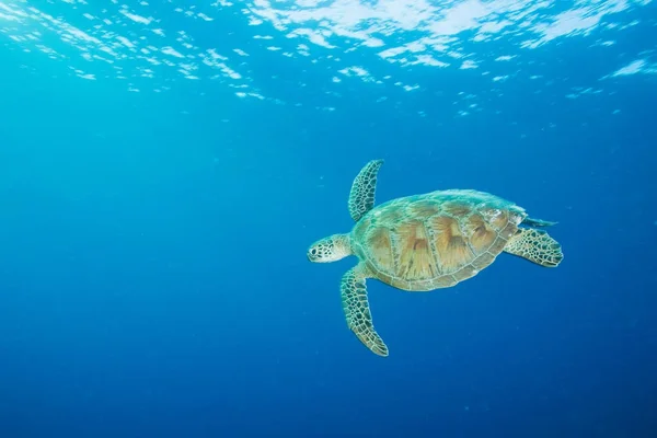 Tortuga Carey Nadando Isla Sipadan Malasia — Foto de Stock