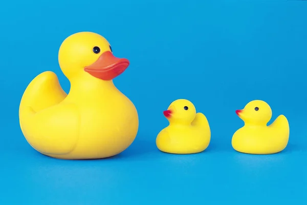 Gelbe Gummi Enten Verschiedenen Größen Auf Blauem Hintergrund — Stockfoto