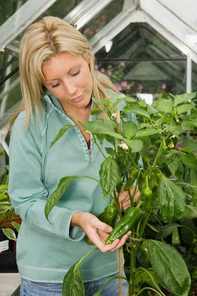 Bonita Mujer Joven Caucásica Sosteniendo Pimientos Verdes Frescos Jardín — Foto de Stock