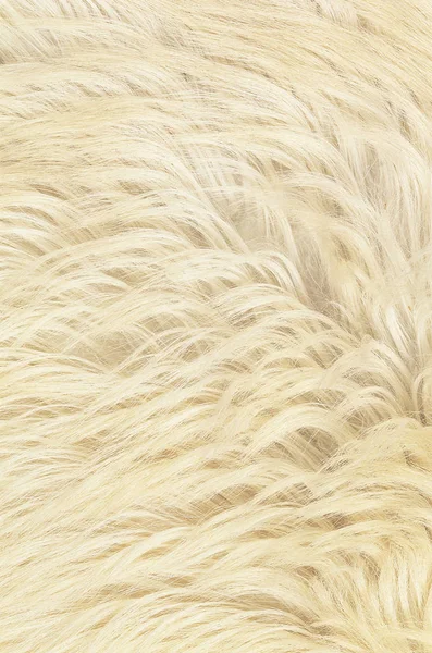 Beige Furry Fabric Carpet — Stock Photo, Image