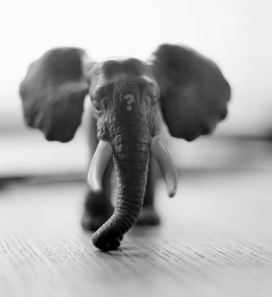 Vista Cerca Del Juguete Elefante Con Signo Interrogación Tronco — Foto de Stock