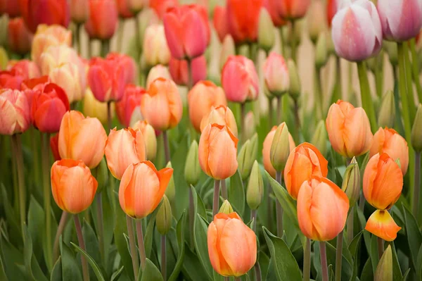 Blühende Tulpen Mit Laub Garten — Stockfoto