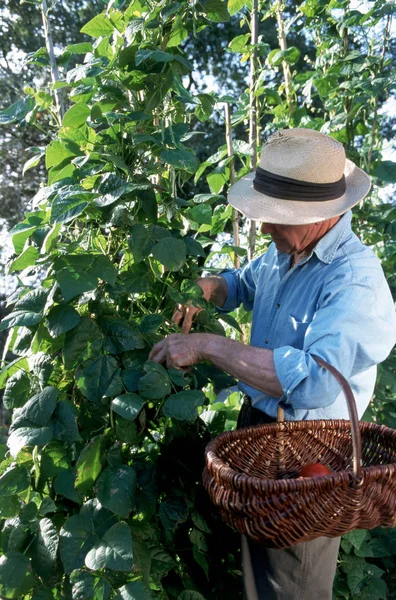 Harvesting Tomatoes Man — Stock Photo, Image