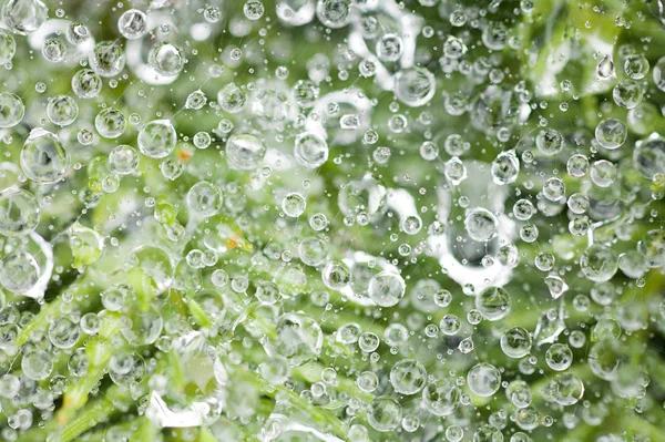 Avvicinamento Della Rugiada Una Ragnatela — Foto Stock