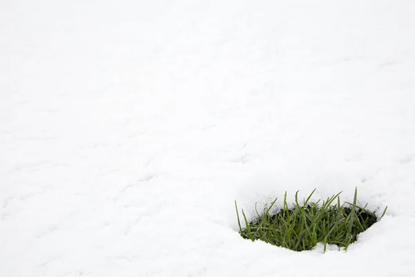 Участок Зеленой Травы Таянии Снега — стоковое фото