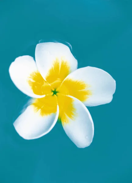 Flor Plumeria Flutuando Água — Fotografia de Stock