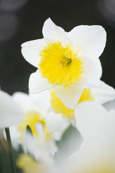 Zbliżenie Kwiatów Żonkili — Zdjęcie stockowe