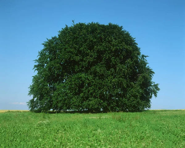 Ländliche Szene Eines Großen Einsamen Baumes Grünen Feld Unter Wolkenlosem — Stockfoto