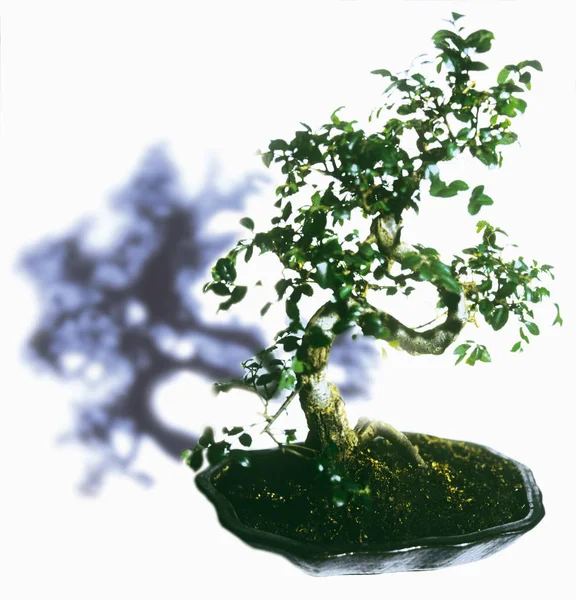Bonsai Baum Mit Schatten Auf Weißem Hintergrund — Stockfoto