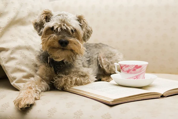 Χαριτωμένο Σκυλί Τσάι Και Ένα Βιβλίο — Φωτογραφία Αρχείου