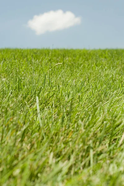 Крупный План Зеленой Травы Сельской Местности Фоне Неба — стоковое фото