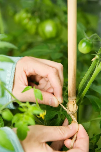 Abgeschnittenes Bild Einer Frau Die Garten Weinstock Stock Bindet — Stockfoto