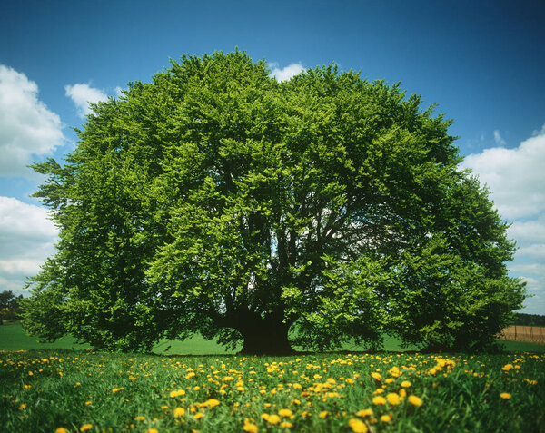 Вид одинокого дерева в зеленом поле под голубым небом
