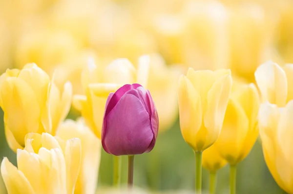 Fliedertulpe Gegen Gelbe Tulpen Mit Differenziertem Fokus — Stockfoto
