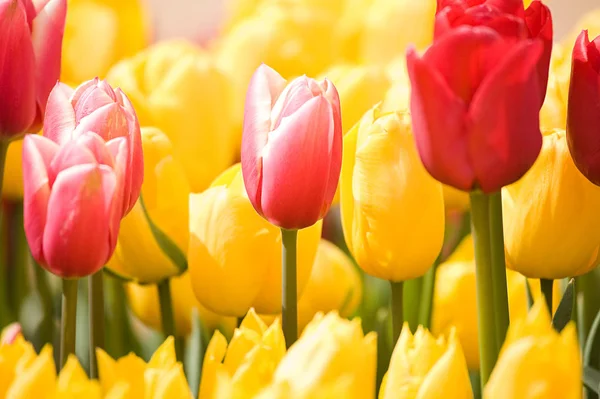 Nahaufnahme Von Bunten Tulpen Auf Verschwommenem Hintergrund — Stockfoto