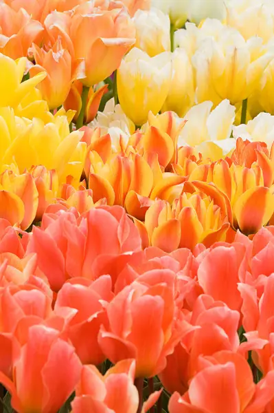 Nahaufnahme Von Mehrfarbigen Tulpen Reihe — Stockfoto