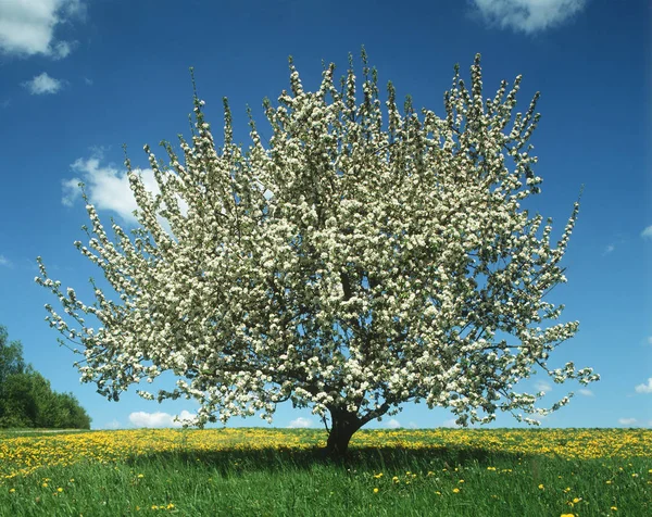 View Tree Spring Time — Stock Photo, Image