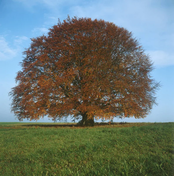 Čelní Pohled Podzimní Strom Zeleném Poli Pod Modrou Oblohou — Stock fotografie
