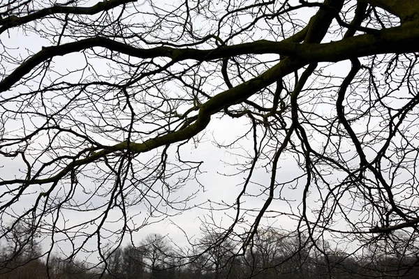 Gałęzie Drzewa Przeciw Szare Niebo — Zdjęcie stockowe