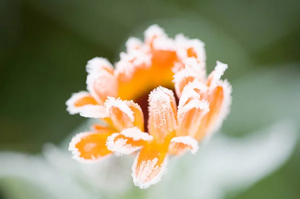 Nahaufnahme Von Frost Auf Orangefarbener Blume — Stockfoto