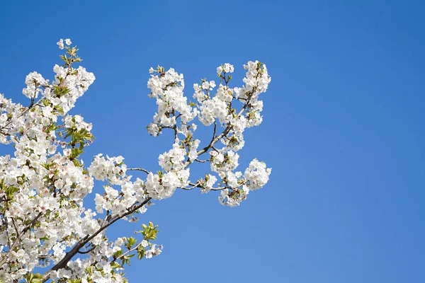 View Blossoming Tree Spring Stock Image