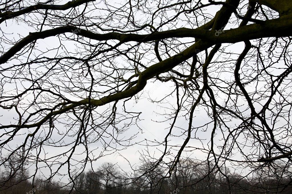 Tree branches against grey sky