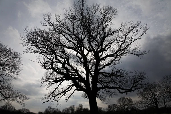 Malowniczy Widok Drzewa Burzliwy Niebo — Zdjęcie stockowe