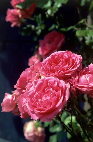 Prachtige roze rozen toppen — Stockfoto