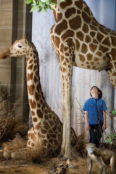 Menino Parado Debaixo Uma Girafa — Fotografia de Stock