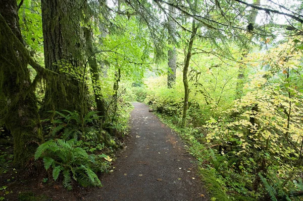 Polku Silver Falls State Park — kuvapankkivalokuva