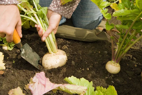 Cropped Image Woman Digging Swede Garden — Stock Photo, Image