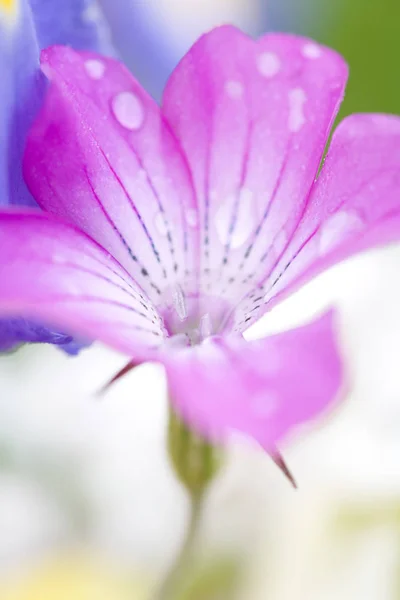 背景をぼかした写真の紫色の花に水滴のビューをクローズ アップ — ストック写真